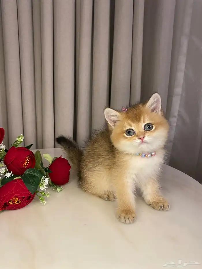 برتش شورت هير ny25 0