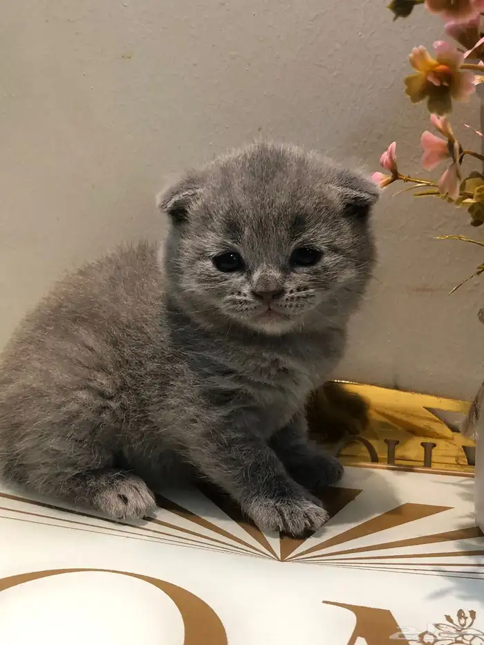 سكوتش  بلو للبيع 1