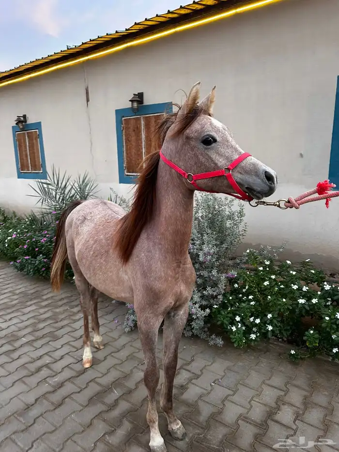 للبيع مهرتين و مهر 3