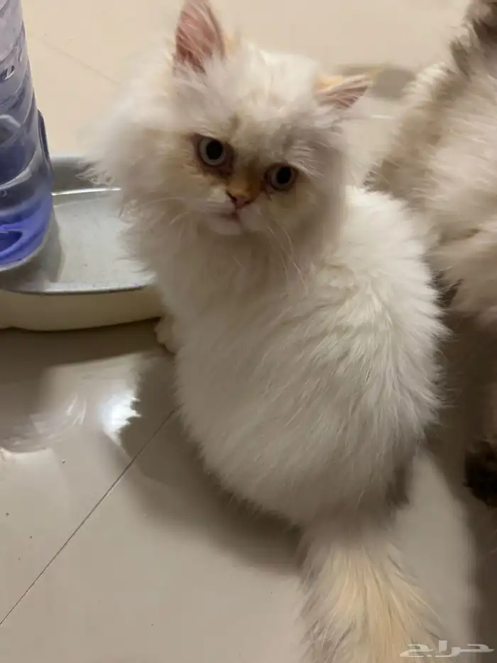 قط هملايا لتبني 0
