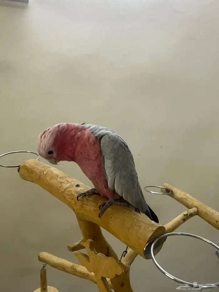 النوع  كوكاتو قالا العمر حد 2