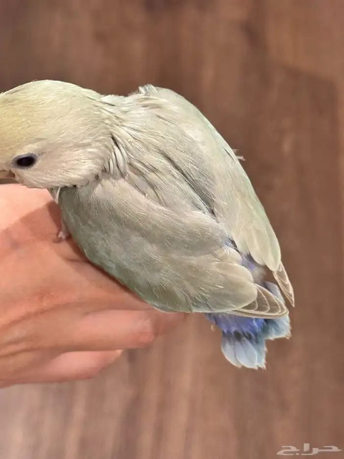 استقبال طيور واهتمام فيهم 5