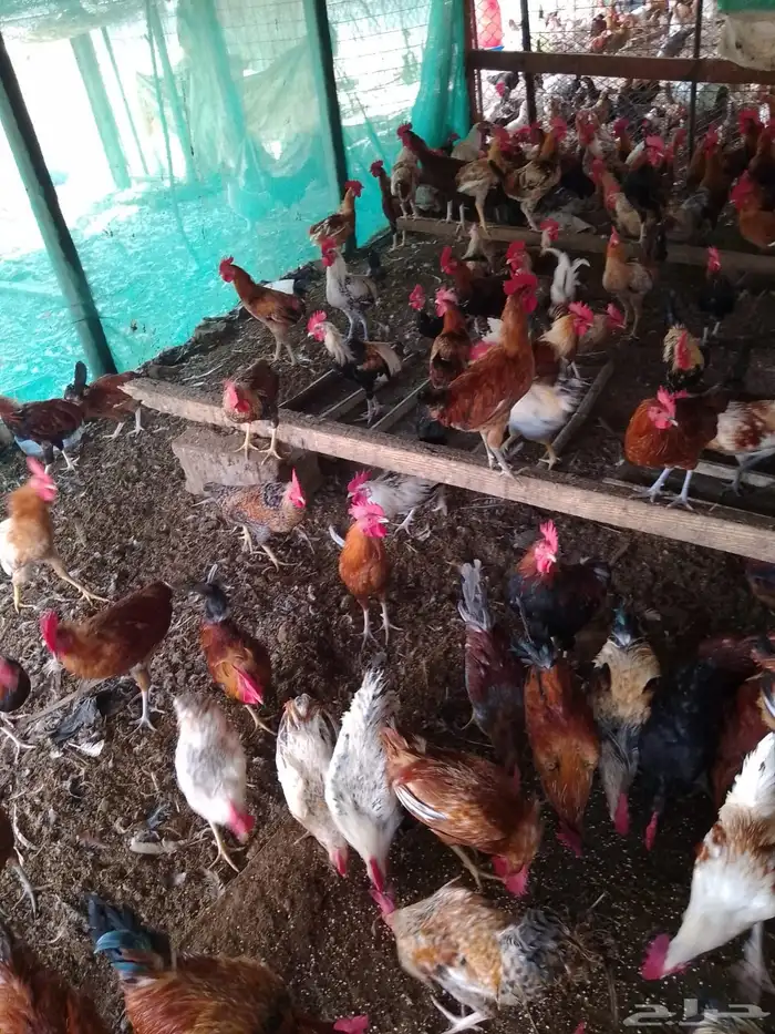 ديوك بلدي للبيع العمر 7 شهور 1