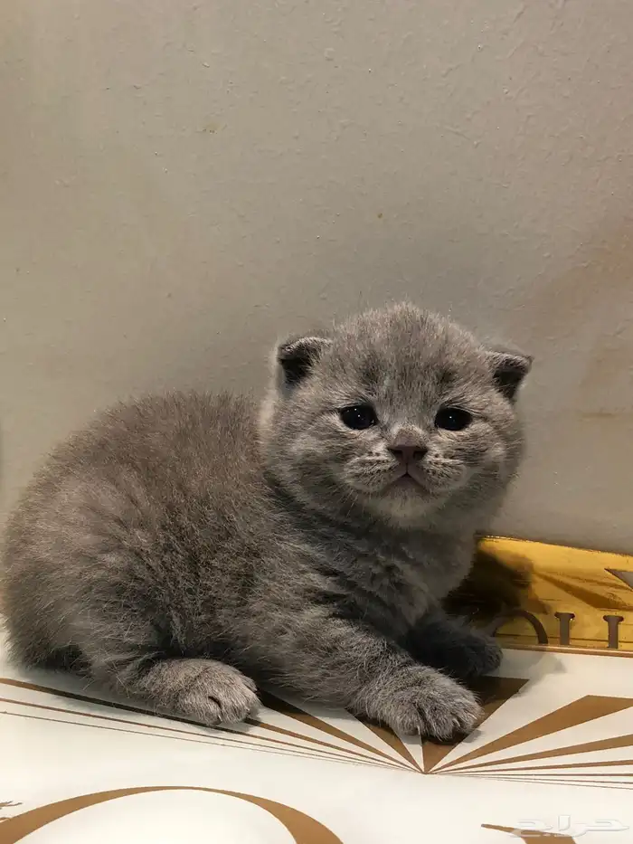 سكوتش  بلو للبيع 0