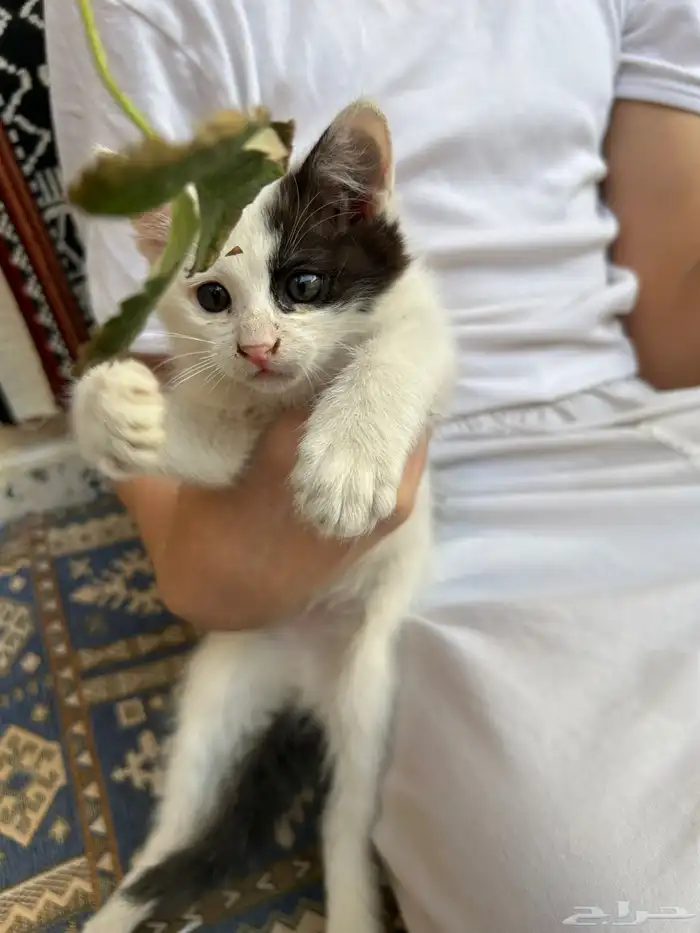 3 قطط ذكور للتبني عمر شهرين 2