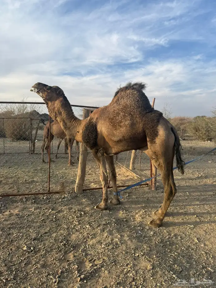 للبيع بعير حمر جرم كايف ضراب وعشار 5