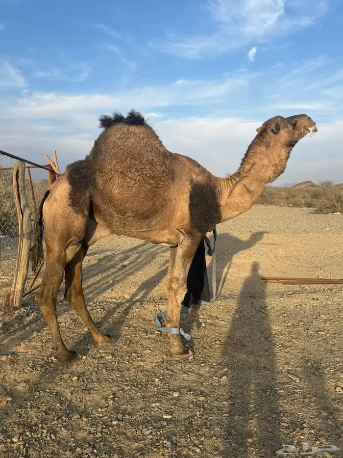 للبيع بعير حمر جرم كايف ضراب وعشار 3