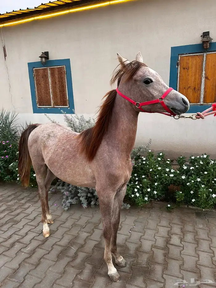 للبيع مهرتين و مهر 1