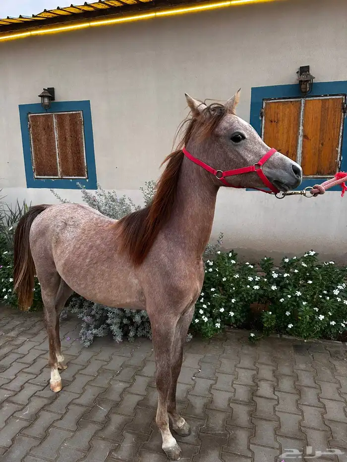 للبيع مهرتين و مهر 0