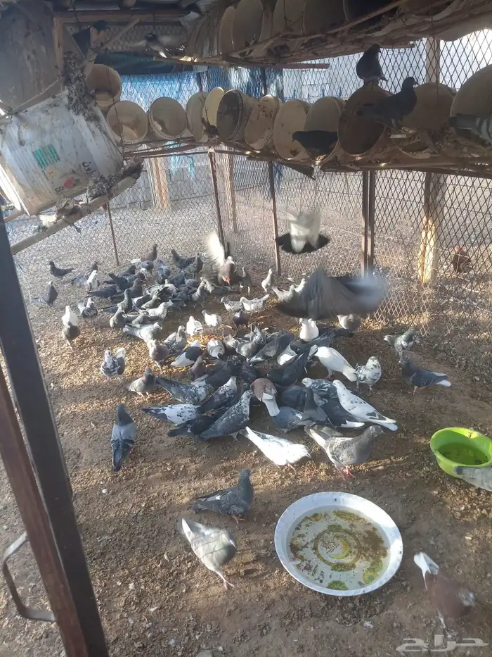 حمام للبيع 0