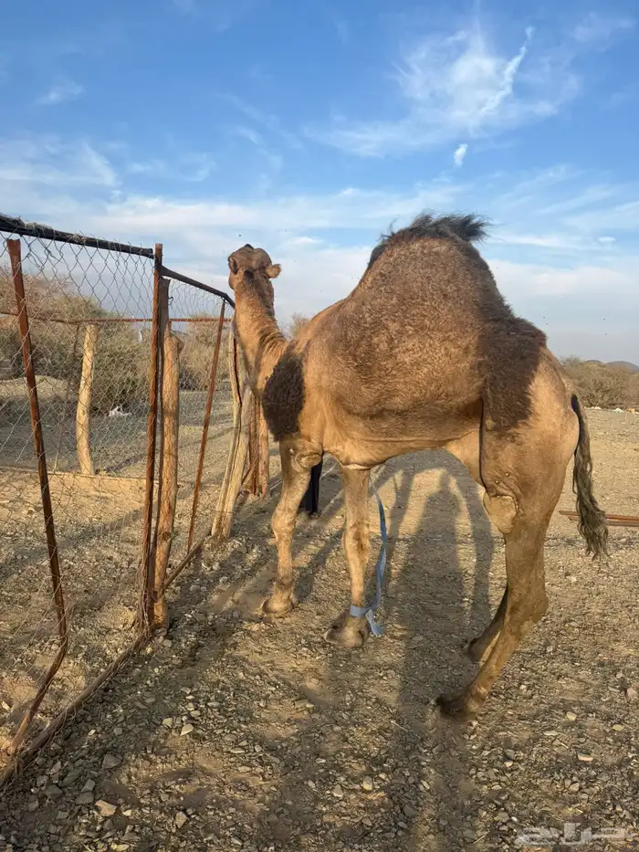 للبيع بعير حمر جرم كايف ضراب وعشار 1