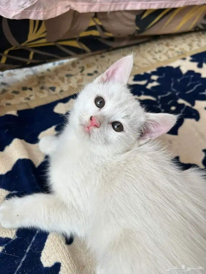 3 قطط ذكور للتبني عمر شهرين 1