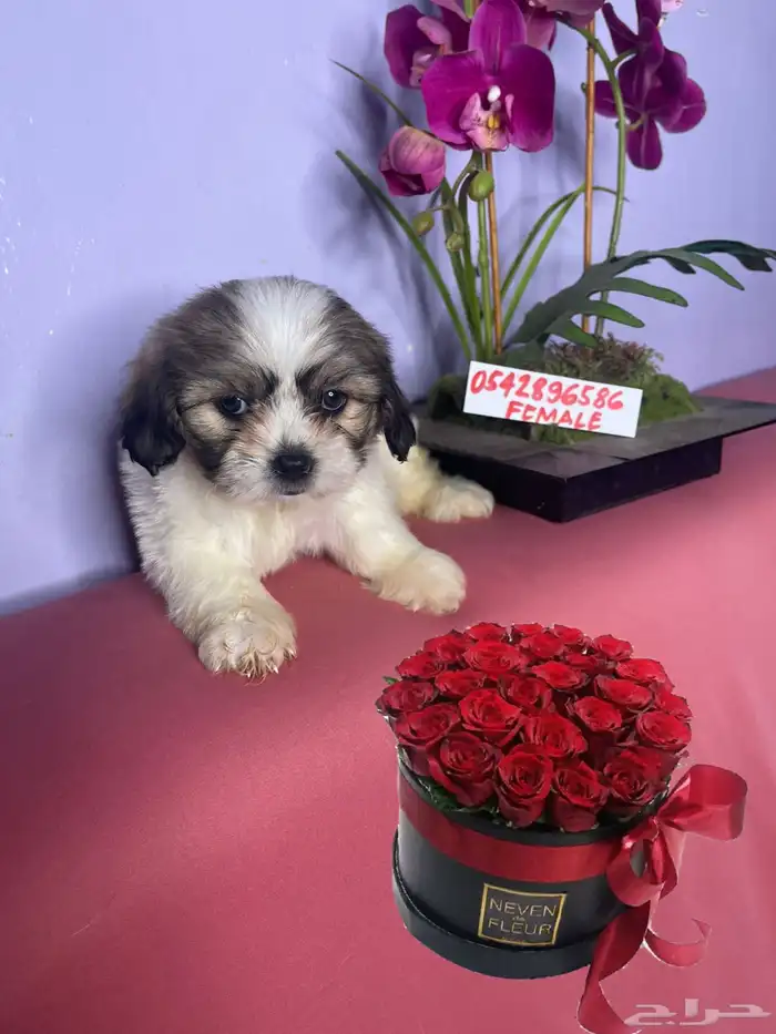 mini Maltese and mini Shitzhu 2