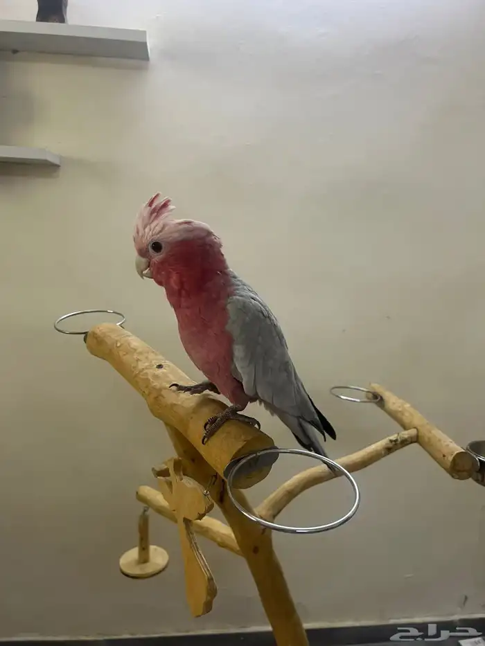 النوع  كوكاتو قالا العمر حد 1