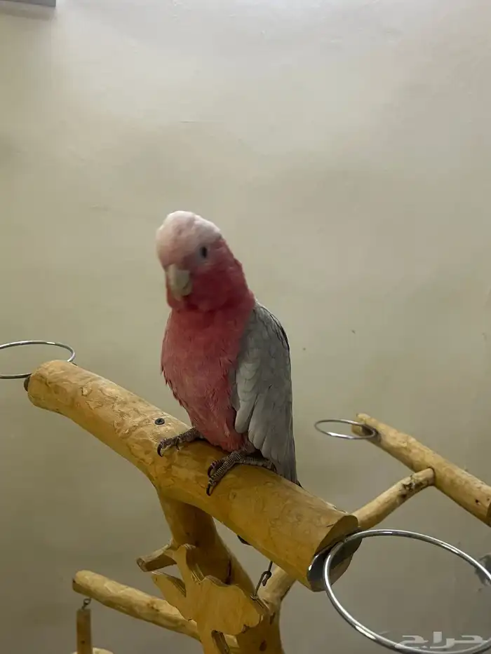 النوع  كوكاتو قالا العمر حد 4