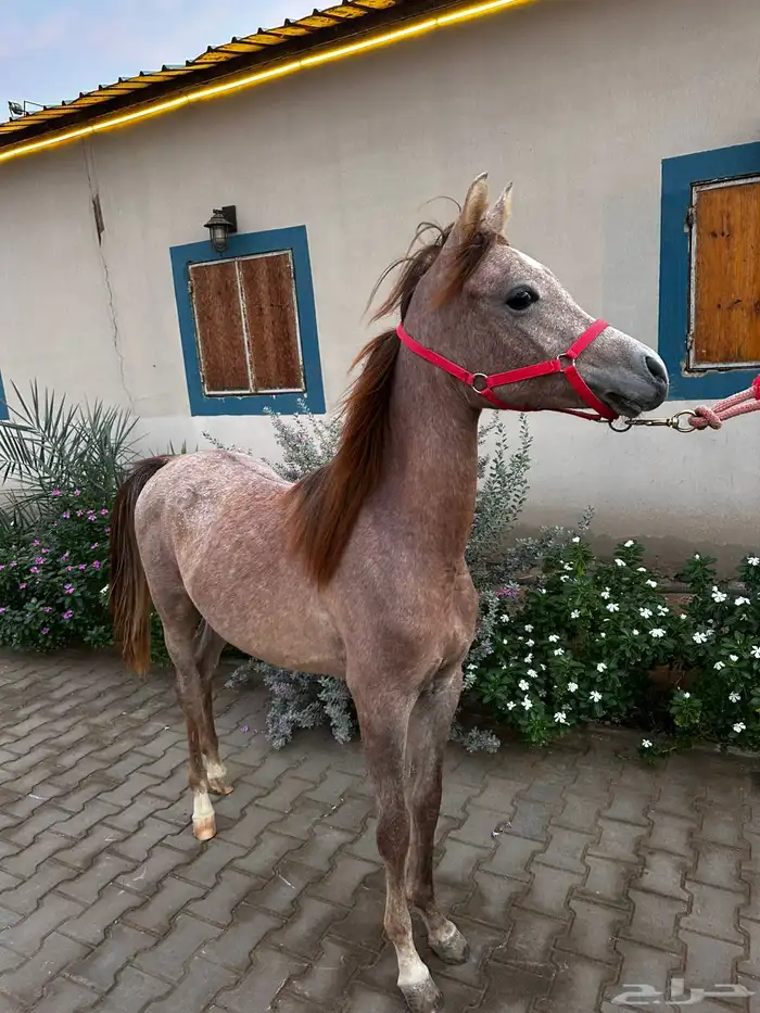 للبيع مهرتين و مهر 2