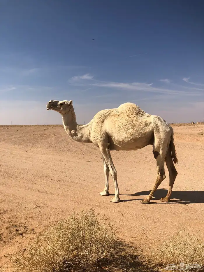 ضريبه طيبه 0