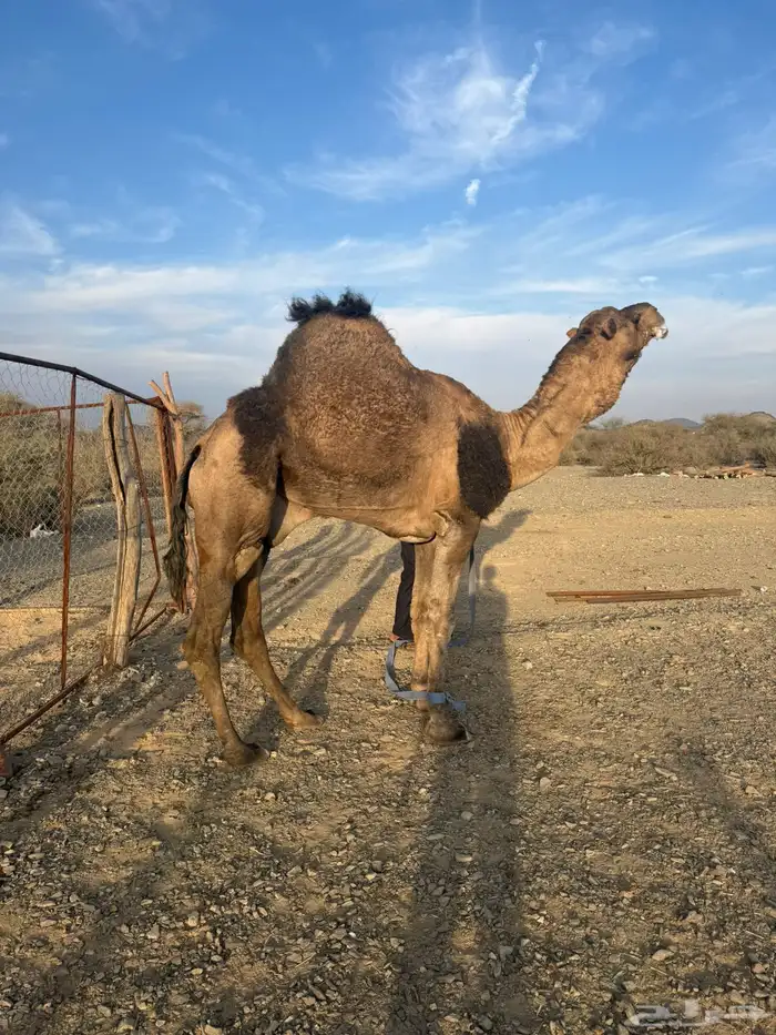 للبيع بعير حمر جرم كايف ضراب وعشار 7