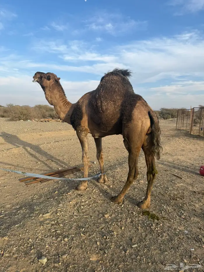 للبيع بعير حمر جرم كايف ضراب وعشار 6