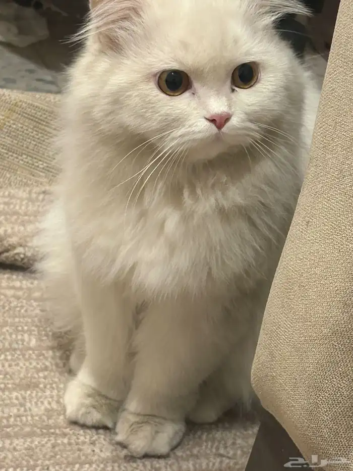 بستين للتبني 3