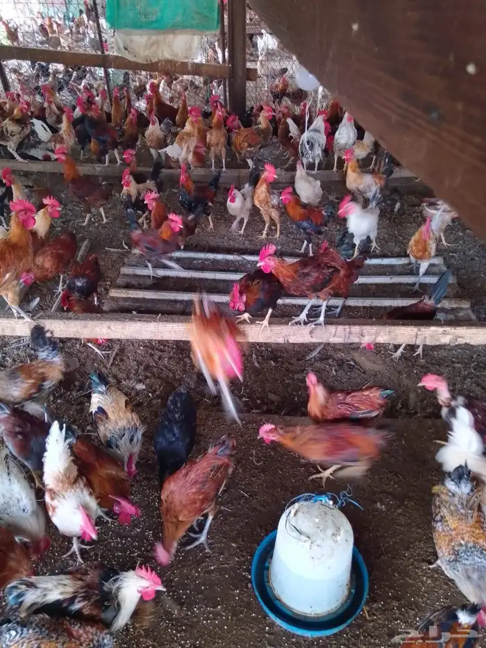 ديوك بلدي للبيع العمر 7 شهور 2