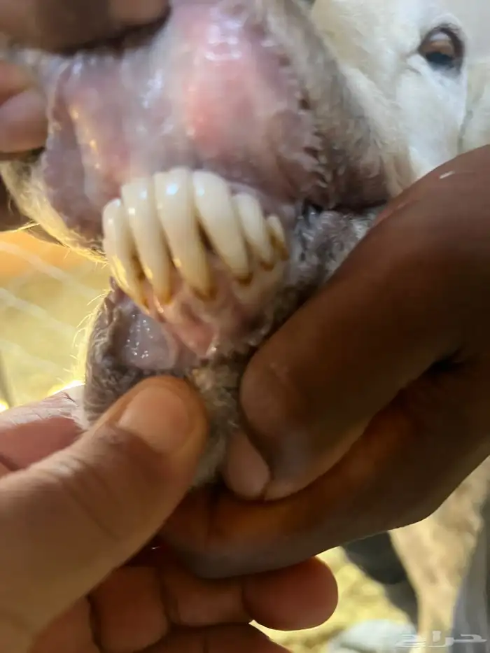 شاتين تامات 1