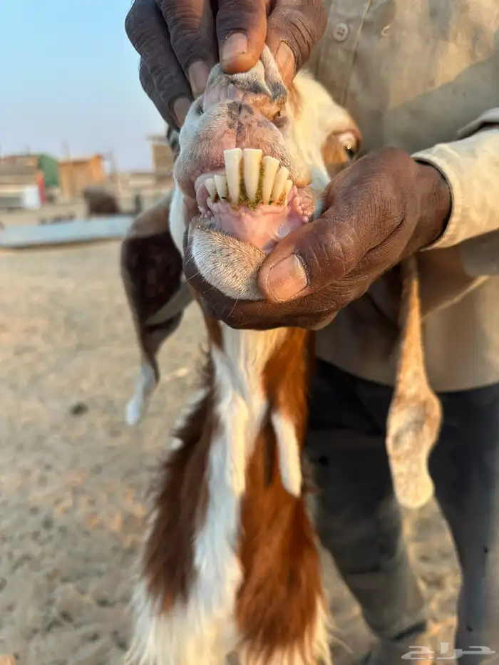 عنز تحتها 2 0