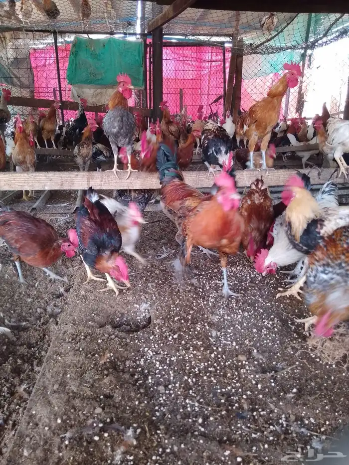 ديوك بلدي للبيع العمر 7 شهور 6