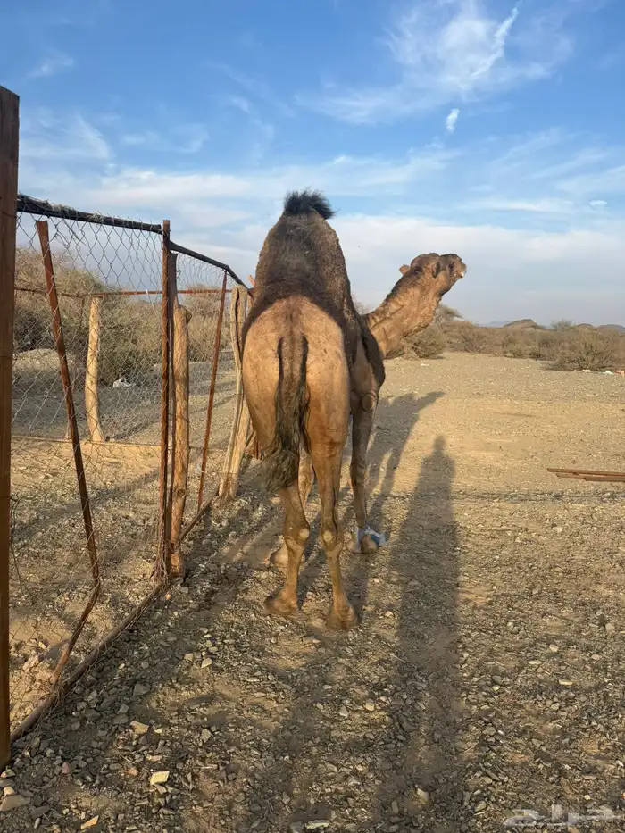 للبيع بعير حمر جرم كايف ضراب وعشار 0