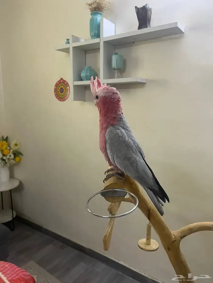 النوع  كوكاتو قالا العمر حد 3