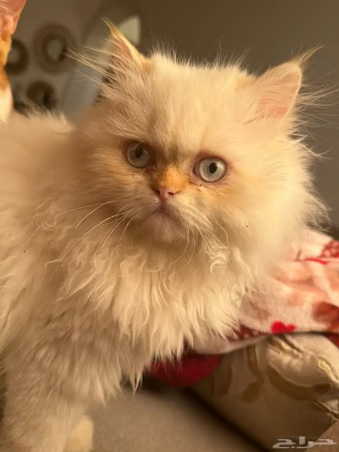 قط هملايا لتبني 1