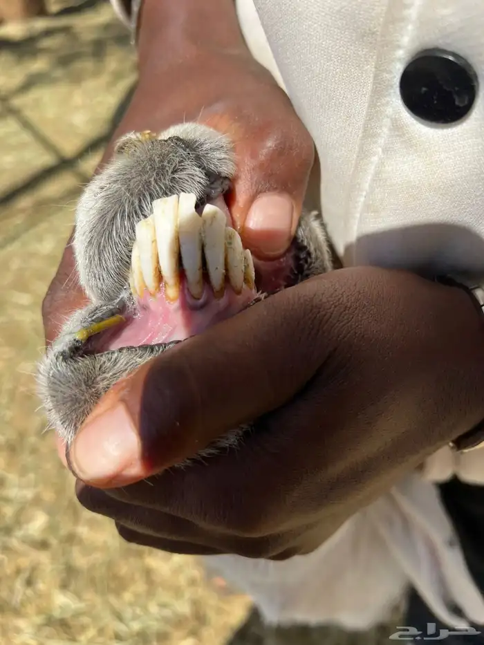 شاتين تامات 2