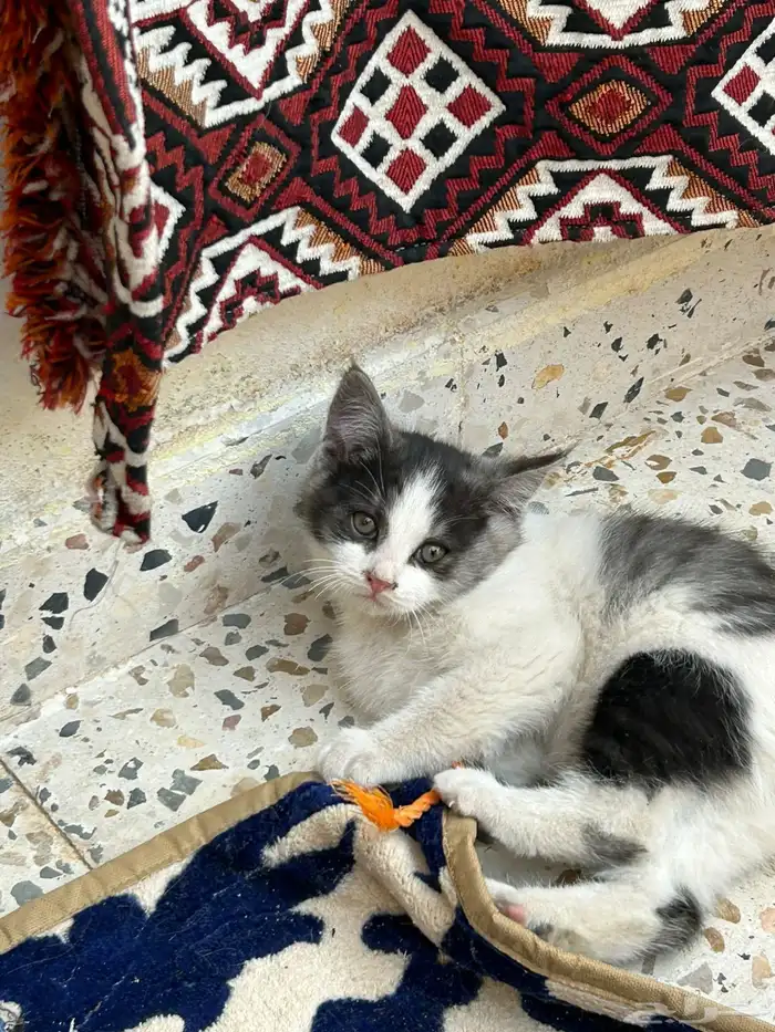 3 قطط ذكور للتبني عمر شهرين 0