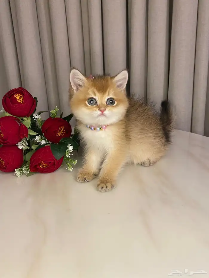 برتش شورت هير ny25 1