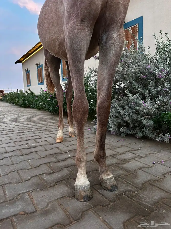 للبيع مهرتين و مهر 4