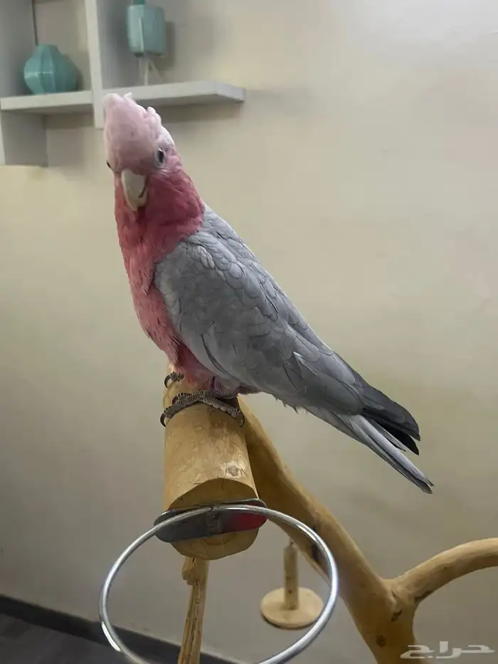 النوع  كوكاتو قالا العمر حد 0