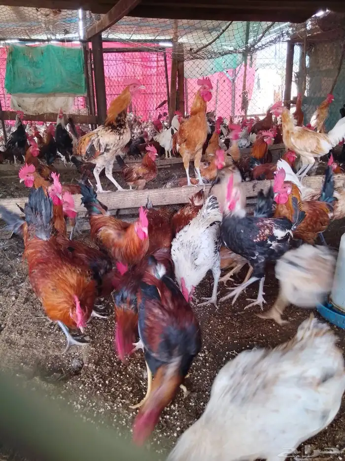 ديوك بلدي للبيع العمر 7 شهور 5