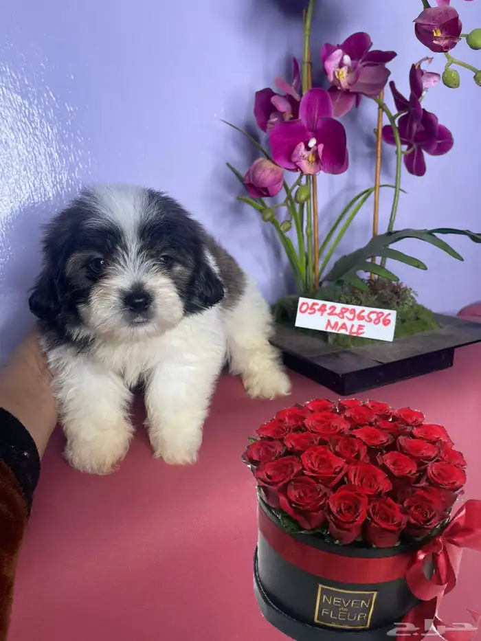 mini Maltese and mini Shitzhu 0