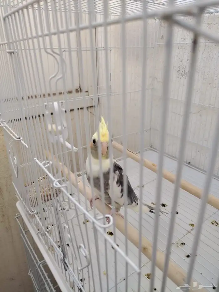 جوز كروان مع فرخ 2