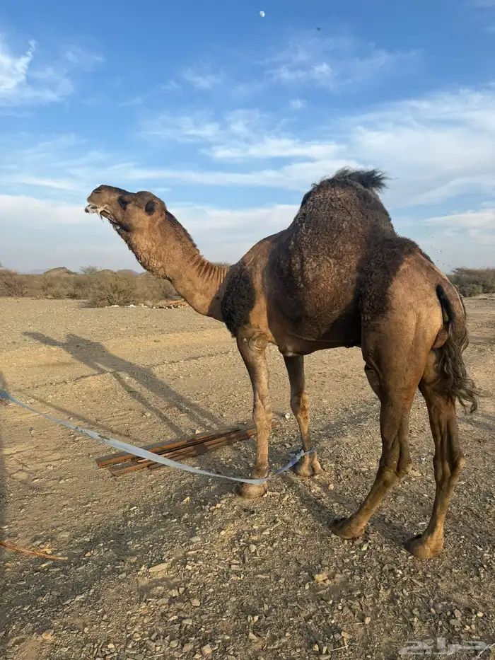 للبيع بعير حمر جرم كايف ضراب وعشار 4