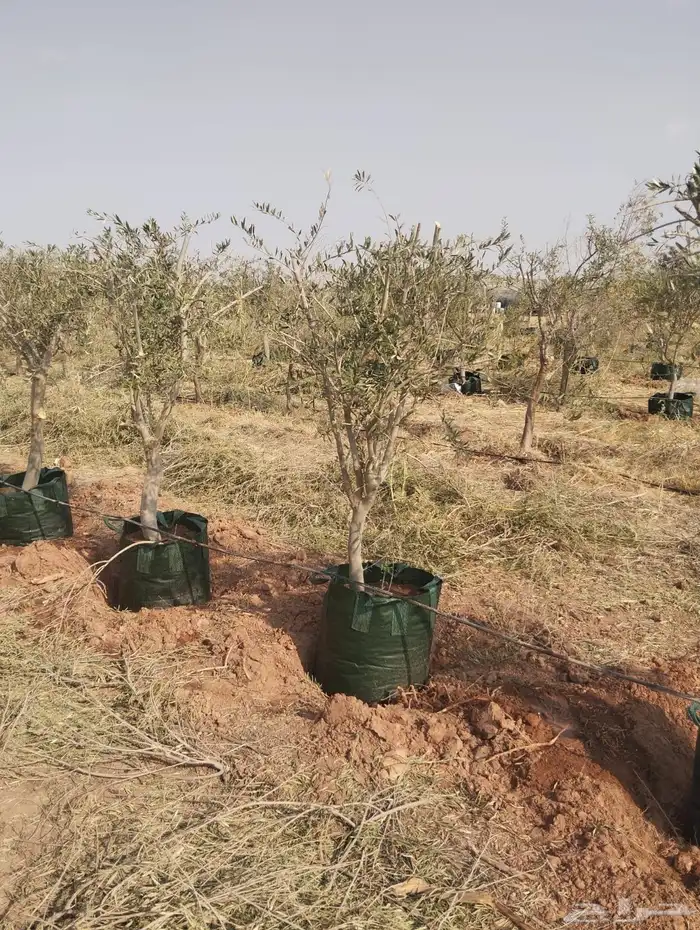 اشجار زيتون 11