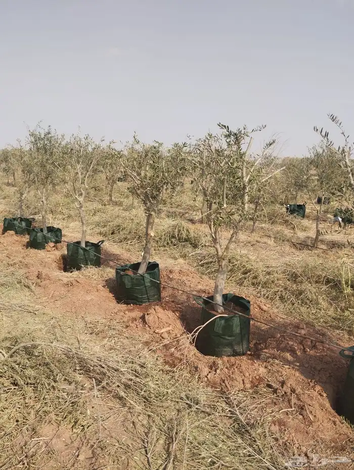 اشجار زيتون 14