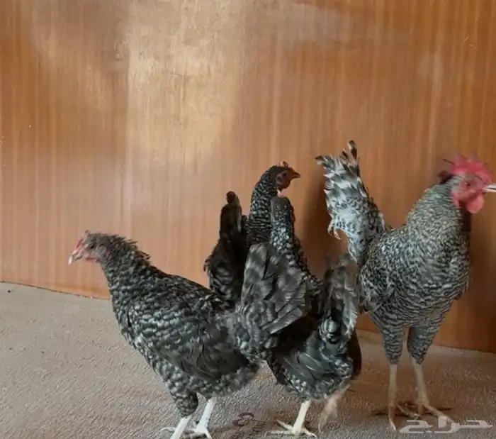 دجاج تركي شبابي 0