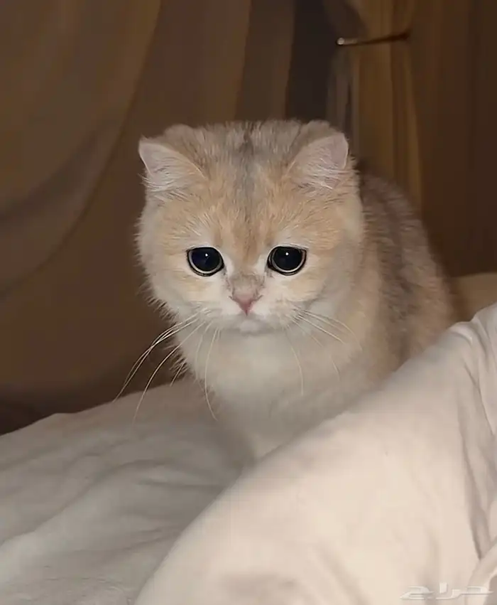 فندقة قطط منزليه مؤقته 0