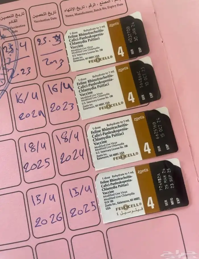 ذكر برتش ليلك مسجل ( للبيع ) 6