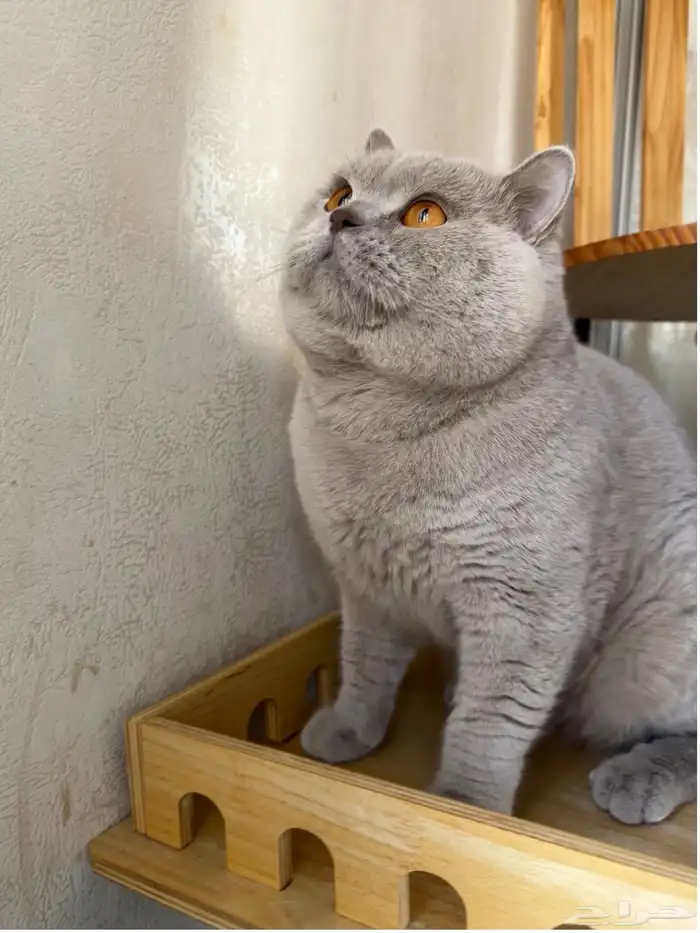 ذكر برتش ليلك مسجل ( للبيع ) 3