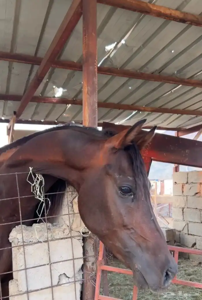 حصان للبيع 9