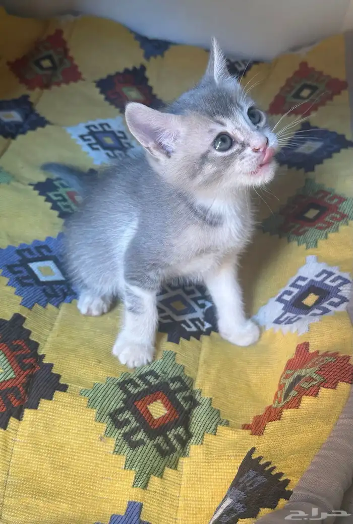 قطط للتبني  كتن 6