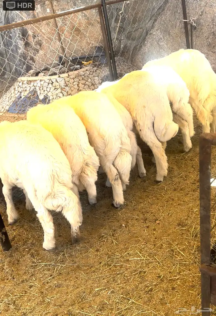 بهم للبيع ذبايح 0