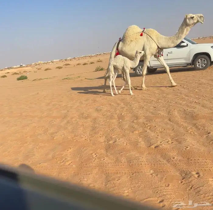 خلفه وضحا تحتها بكره 3